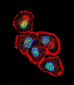 SRC Antibody (N-term)